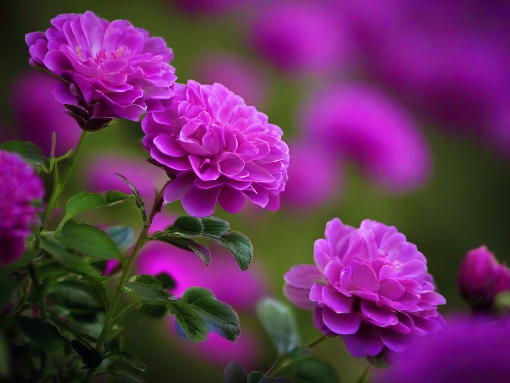 Wallpaper Of Purple Flowers-Wallpaper showcasing purple flowers  background wallpaper