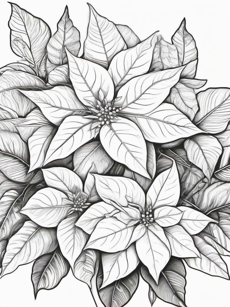 Poinsettia Colouring Page  outling,coloring pages,black and whit