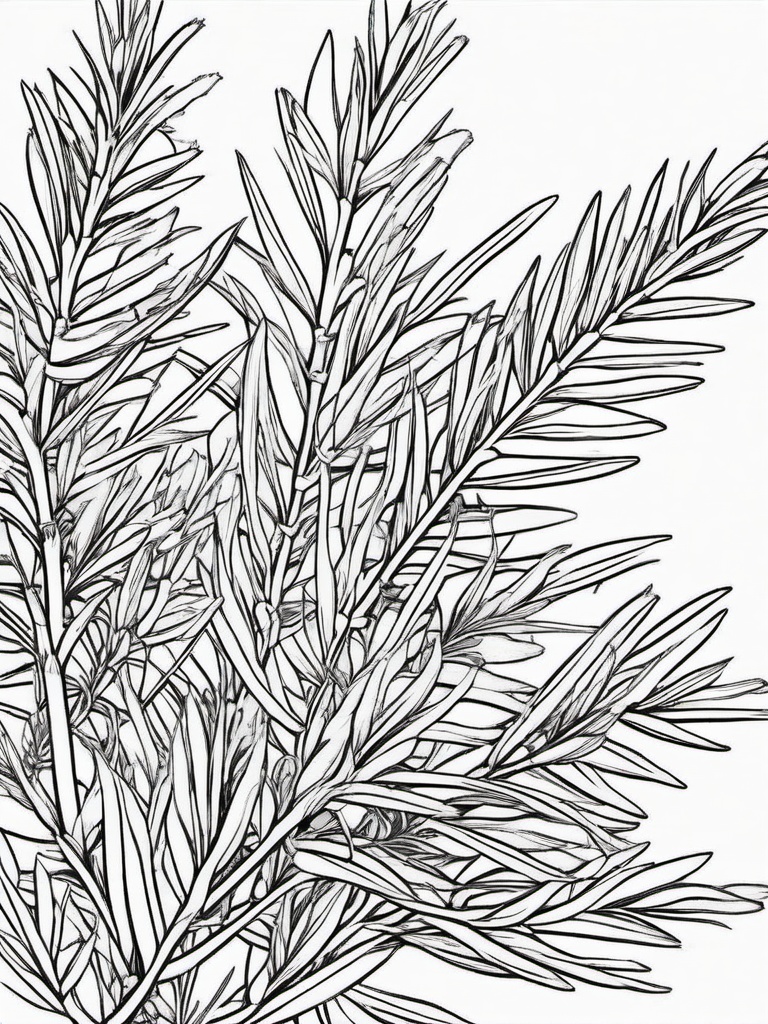 Vegetable Coloring Pages - Rosemary with needle-like leaves  simple coloring pages