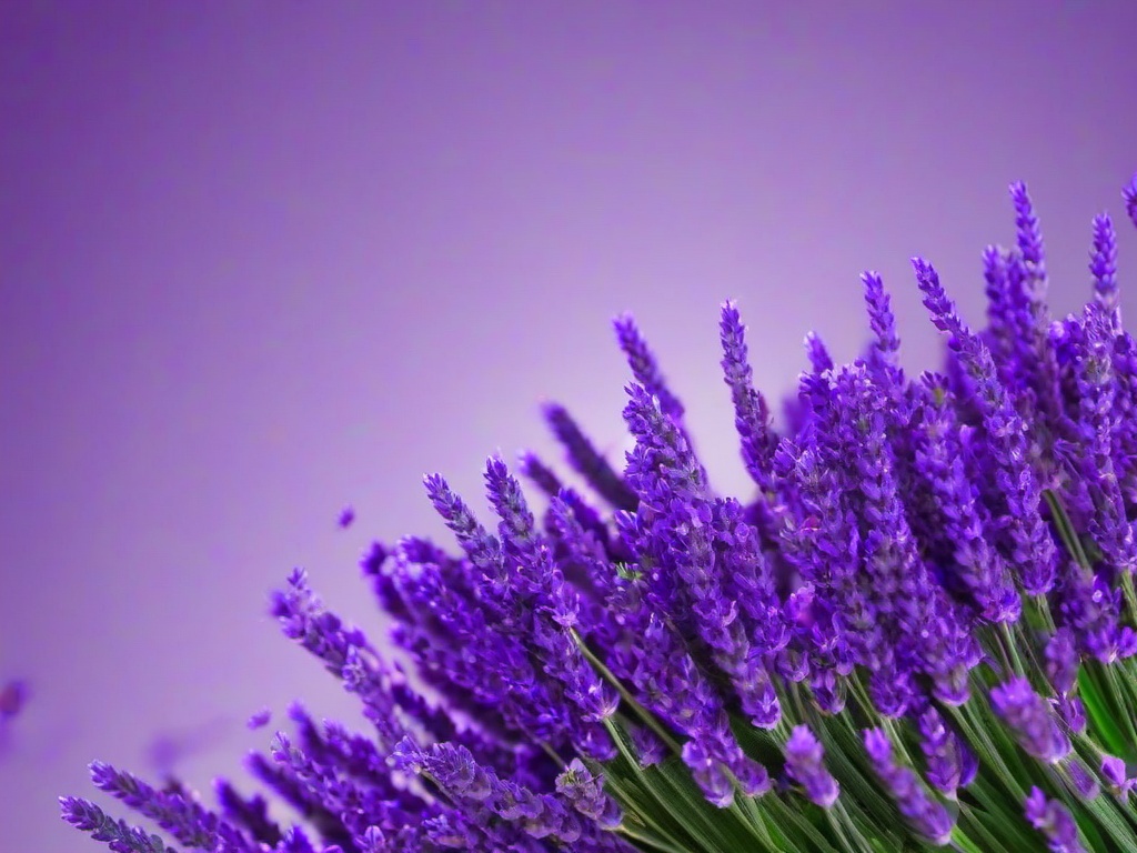 Lavender Colour Wallpapers-Various lavender-colored wallpapers  background wallpaper