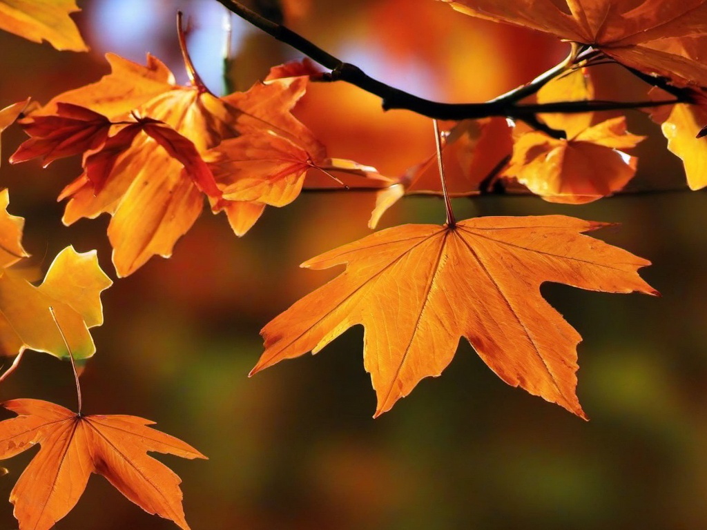 Fall Background Wallpaper - desktop backgrounds fall  