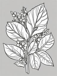 Mistletoe Coloring Pages - Holiday Plant for a Kiss  minimal black outline printable sheet, coloring page