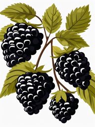 Blackberry Clipart - Bunch of dark and sweet blackberries.  color vector clipart, minimal style