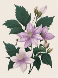 Clematis Sticker - Climb into elegance with the vine-like and showy blooms of clematis flowers, , sticker vector art, minimalist design