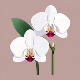 Phalaenopsis Orchid Clip Art - A delicate phalaenopsis orchid,  color vector clipart, minimal style