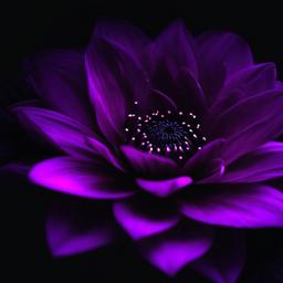 Purple Background Wallpaper - black background purple flower  