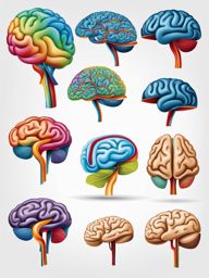 brain clip art - a detailed illustration of the human brain 