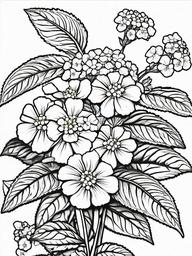 Lantana coloring page sheet - Lantana flowers blooming in a bright, sunny corner of the garden.  black outline printable coloring page