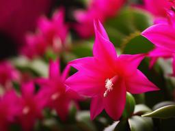 Christmas Cactus Wallpaper  