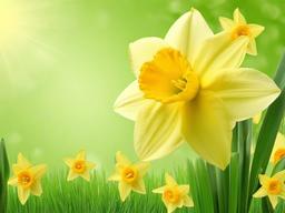 Flower Background Wallpaper - daffodil background  