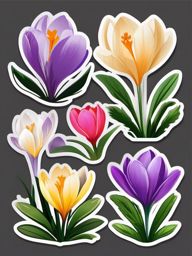 Crocus Sticker - Welcome the arrival of spring with the early and vibrant blooms of crocuses, , sticker vector art, minimalist design