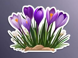 Crocus Sticker - Welcome the arrival of spring with the early and vibrant blooms of crocuses, , sticker vector art, minimalist design