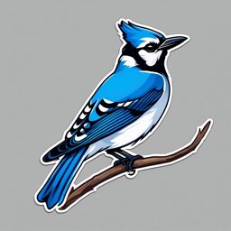 Blue Jay Sticker - A tweeting blue jay perched on a branch, ,vector color sticker art,minimal