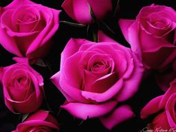 Dark Pink Rose Wallpaper  ,desktop background wallpaper