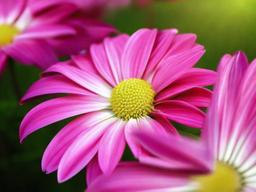 Flower Background Wallpaper - flower background pics  