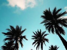 Palm Trees Sky Background  ,desktop background wallpaper