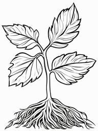 Plant Coloring Pages - Plant with roots  simple coloring pages