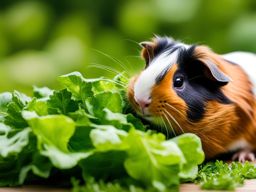 fuzzy baby guinea pig nibbling on fresh greens. 