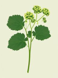 Alpine Lady's Mantle Clip Art - Lady's mantle leaves and small green blooms,  color vector clipart, minimal style