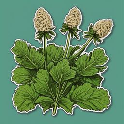 Horehound Sticker - Explore the herbal and mildly bitter flavor of horehound, used in traditional candies and teas, , sticker vector art, minimalist design