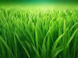 Background Green Grass - Lush green grass background, perfect for outdoor or garden themes.  background wallpaper