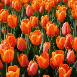 Orange Background Wallpaper - orange tulip background  