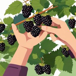 Blackberry Picking Clipart - Hand picking fresh blackberries.  color vector clipart, minimal style