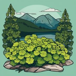 Boreal Alpine Lady's Mantle Clip Art - Lady's mantle in boreal landscapes,  color vector clipart, minimal style