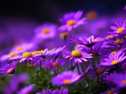 Flower Background Wallpaper - purple daisy wallpaper  