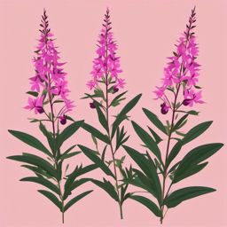 Taiga Pink Fireweed Clip Art - Pink fireweed in the taiga forest,  color vector clipart, minimal style