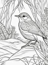 Woodcock Coloring Pages - Ground Dwelling Woodland Bird  minimal black outline printable sheet, coloring page