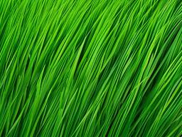 Grass Green Background - Vibrant green background inspired by fresh grass.  background wallpaper