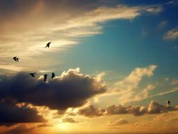 Bird Sky Background  ,desktop background wallpaper