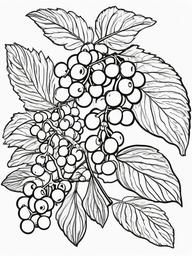 Fruit Coloring Pages - Elderberries in a small bundle  simple coloring pages