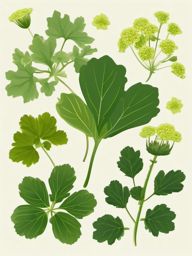 Alpine Lady's Mantle Clip Art - Lady's mantle leaves and dainty green blooms in the alpine regions,  color vector clipart, minimal style