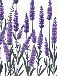 Lavender Clip Art - Fragrant sprigs of purple lavender flowers,  color vector clipart, minimal style