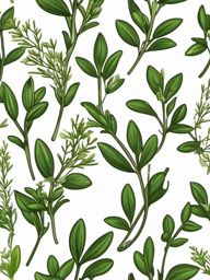 Thyme Sticker - Infuse your dishes with the earthy and aromatic notes of thyme, a versatile herb in the kitchen, , sticker vector art, minimalist design