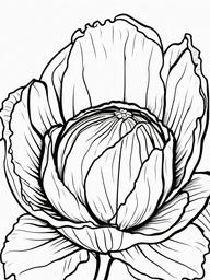 Vegetable Coloring Pages - Cabbage with layered leaves  simple coloring pages