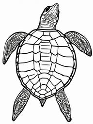 Flatback Turtle Coloring Pages - Endemic Turtle from Australia  black outline printable sheet, coloring page