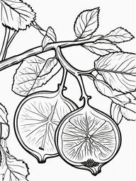 Fruit Coloring Pages - Fresh figs on a branch  simple coloring pages