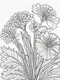 Vegetable Coloring Pages - Cilantro with delicate fronds  simple coloring pages