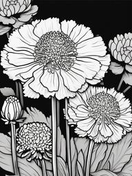 Scabiosa coloring page sheet - Scabiosa flowers in full bloom, adding color to a rock garden.  black outline printable coloring page