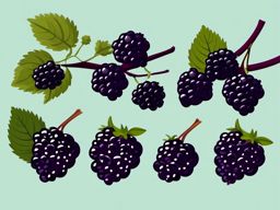 Blackberry Clipart - Bunch of dark and sweet blackberries.  color vector clipart, minimal style