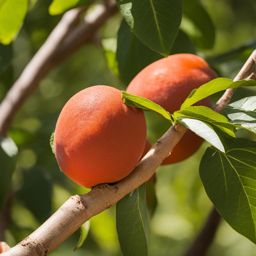 mamey sapote ice cream, a creamy delight, enjoyed in a lush mexican orchard. 