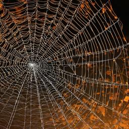 Halloween Background Wallpaper - halloween spiderweb background  