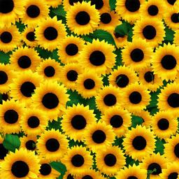 Sunflower Background Wallpaper - sunflower clipart background  