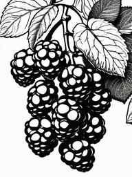 Fruit Coloring Pages - Blackberry cluster with small leaves  simple coloring pages