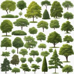 tree clipart transparent background - standing tall in nature's beauty. 