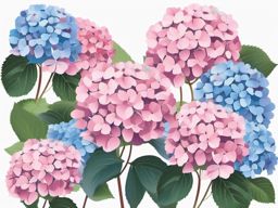 Hydrangea Clip Art - Clusters of pink and blue hydrangea blooms,  color vector clipart, minimal style