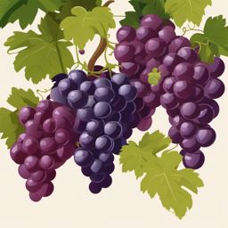 Grape Clipart - Bunch of plump grapes on the vine.  color vector clipart, minimal style